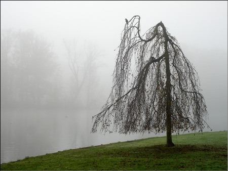 Desolate  - leaves, tree, bare, mist, birds