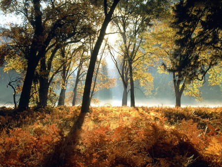 GOOD MORNING - autumn, bright, sunshine, morning, forest