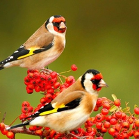 Beautiful Birds