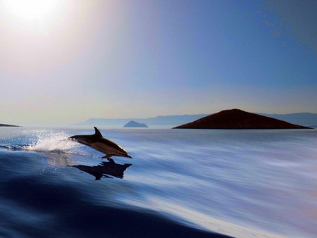 Dolphin - dolphin, picture, cool