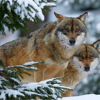 Snow Wolves