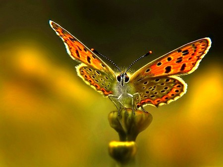 Beautiful Butterfly - butterfly, cool, photography, beautiful