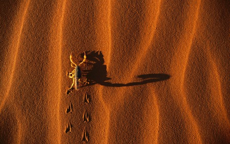 Scorpion - wallpaper, scorpion, sand, animals