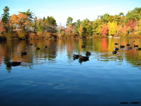 Fall Colors - danieltowsey, fall colors