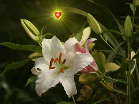 Eternal Love - flowers, easter, heart, lilies, nature, holiday, spring, love