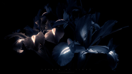 Shades Of Light - dark, flower, shades, light