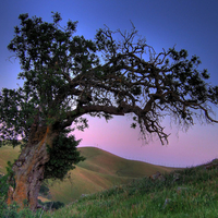 Tree in the twilight