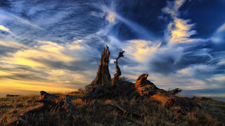 Forgotten Story - tree trunk, cloud, grass, field, sky