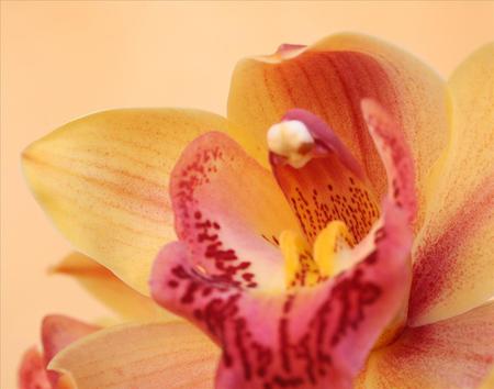 Orchid - flower, big, pink, petals, nice, yellow