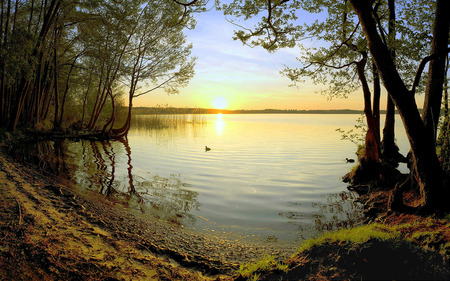 Ashore - nature, lakes, ducks, trees, ashore, beautiful, sunsets