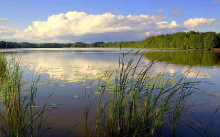 Lake - clouds, trees, lilies, beautiful, reflection, forests, nature, lakes, sky