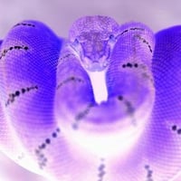 Tree snake on branch