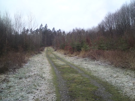 german forest - nature, german forest