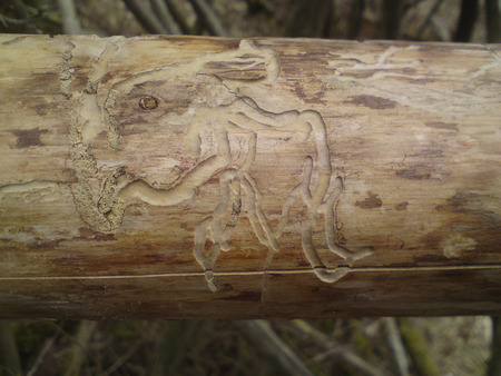 woodworm - nature, woodworm