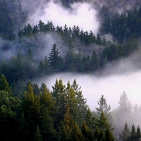 Redwoods in the mist