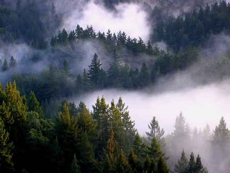 Redwoods in the mist