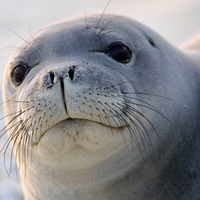 Seal