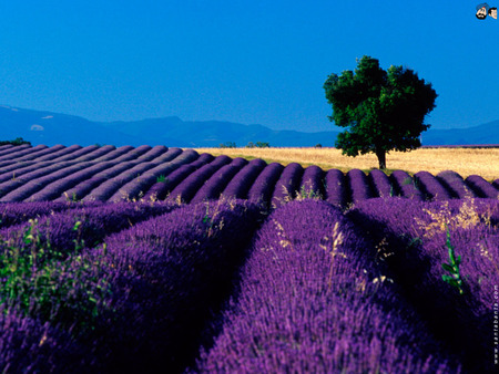 colourful field  - beautiful, colours, nature