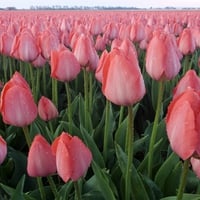 pink tulips