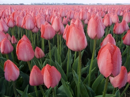 pink tulips - nature, tulips, flowers, pink