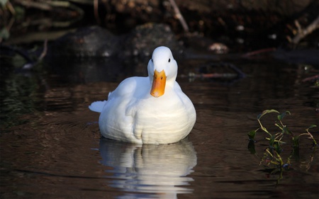 white duck - white, ducks, animals