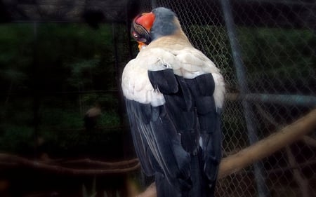 I'M SO SHY!! - bird, black, white, shy, head down, colors, feather