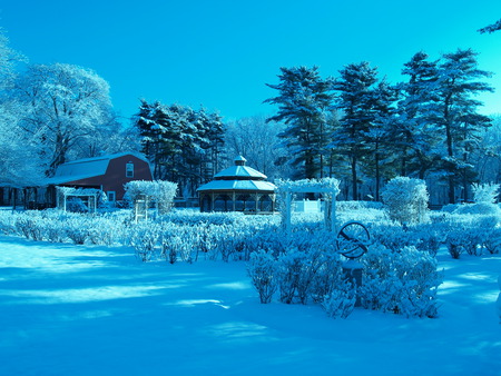 Blue winter rose - garden, trees, blue, snow