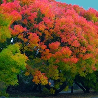 Love of autumn