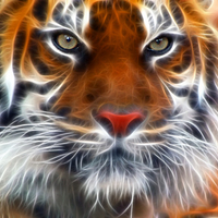 Beautiful Tiger