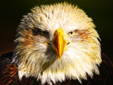 The Eagle Staring - beauty, fractal, abstract, eagle, animals, birds