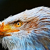 The Great Eagle