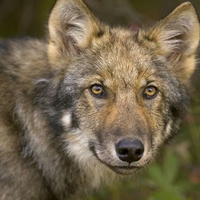 Young Timber Wolf Denali National Park Alaska