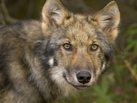 Young Timber Wolf Denali National Park Alaska - a friend, for a friend