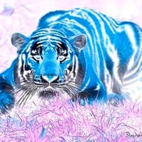 Blue Tiger