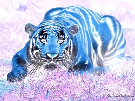 Blue Tiger - abstract, fantasy, tigers, blue