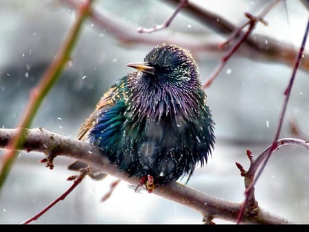 Baby It's Cold Outside - bird, starling, branch, purple, blue, snow