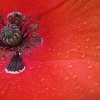 red-poppy