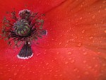 red-poppy