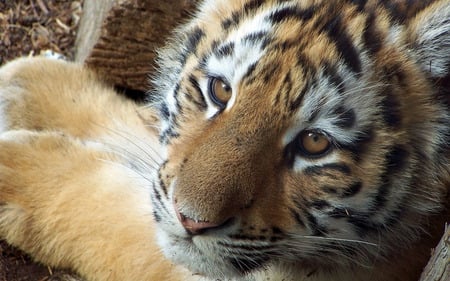 Tiger - siberian tiger, cute tiger, cute