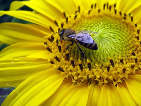 yellow-flower - flower, colorful flower, nature