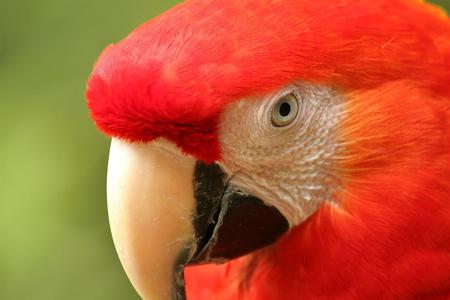 Macaw - birds, animal, macaw