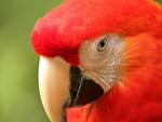 Macaw