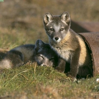 Kits at play