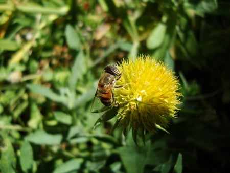 Flower bee - insect, nature