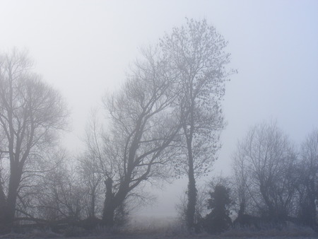 foggy day - winter, tree, foggy, cold