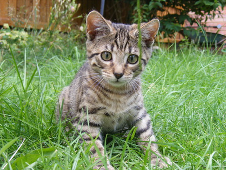 cute kitten - cute, inquisitive, grass, kitten