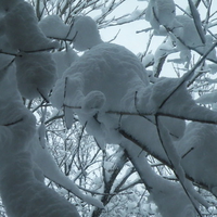 Tree-Branch Experiences "WeightOfWinter"