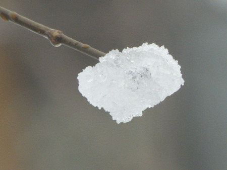 Crystal Cluster - ice, blizzard, branches, trees, snow, snowstorm, winter