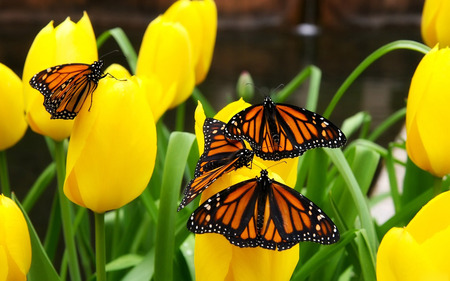 Yellow Tulips And Butterflies - nice, tulips, monarchs, lovely, nature, butterfly, pretty, tullips, yellow, beautiful, green, flowers, butterflies