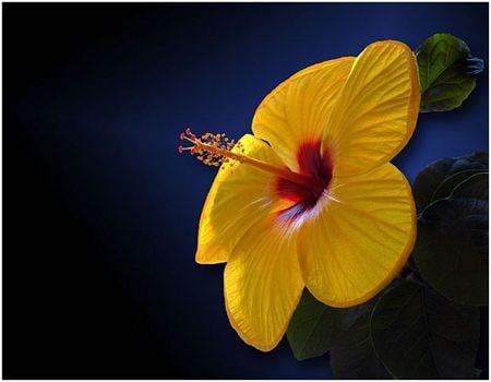 hibiscus - flowers, yellow, flower